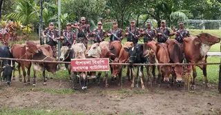 সুনামগঞ্জের সীমান্ত এলাকা থেকে ১৪টি ভারতীয় গরু জব্দ করেছে বিজিবি